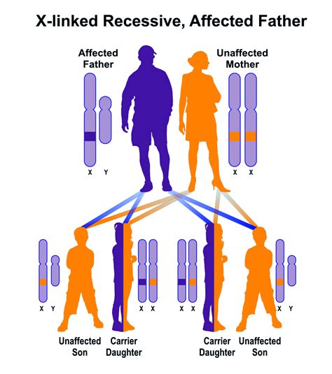 xnxn|Redgreen color blindness is a sexlinked recessive trait in humans。